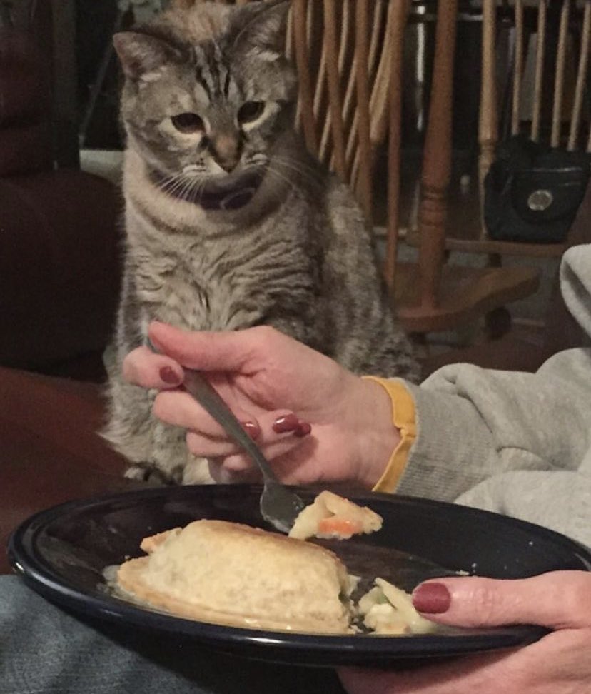 danycat1202's tweet photo. i want some of auntys food. it looks scrumptious ! https://t.co/cVHdRBBe1I