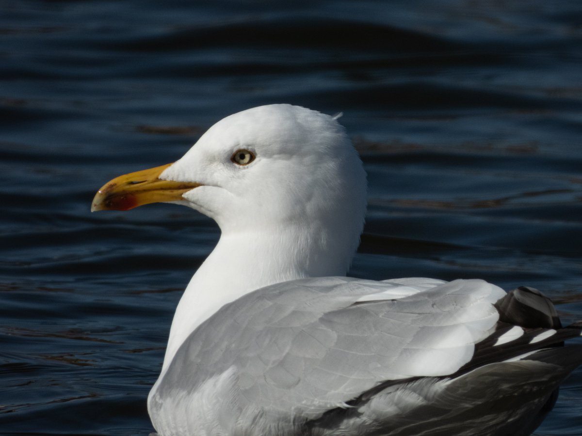 I like this photo and I love gulls. So here you go! #birdwatching #birdphotograph #devon #herringgull
