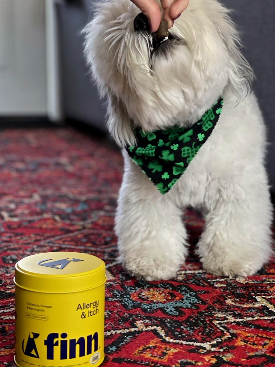 No pinching or itching for Finley!! 🍀💚 Happy St. Patrick's Day, Furiends! 🐶🎾 #FinnForTheWin #twitterdogcommunity #StPatricksDay 

(PC: finley_thehavanese)