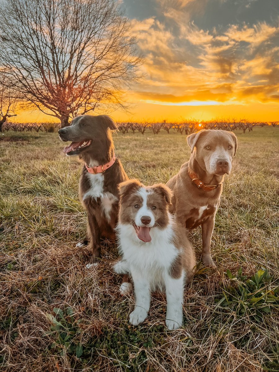 My entire world💛
#twitterdogcommunity #DogsofTwittter #bordercollie #LabradorRetriever #Pitbull #GoldenRetriever