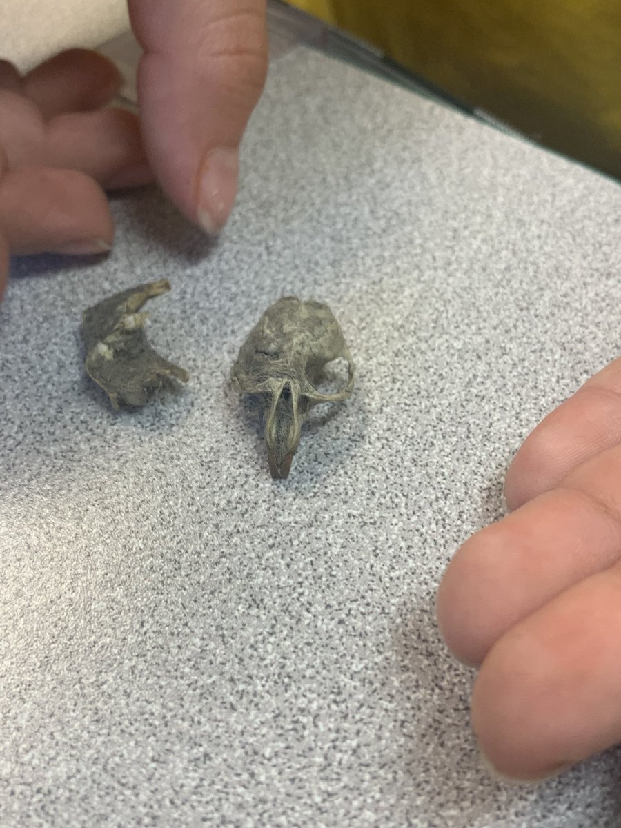 Andrea Ramirez (@ramirezmnes) on Twitter photo My 4th graders had an amazing time dissecting owl pellets this week. Such a great hands on learning opportunity for food chains. Thankful that our amazing <a href="/MNEStheBest/">Minnieville Elementary</a> principal <a href="/mrsdellis/">Deborah Ellis</a> supports all of our “ideas” to do with our students. My 4th graders had an amazing time dissecting owl pellets this week. Such a great hands on learning opportunity for food chains. Thankful that our amazing <a href="/MNEStheBest/">Minnieville Elementary</a> principal <a href="/mrsdellis/">Deborah Ellis</a> supports all of our “ideas” to do with our students.