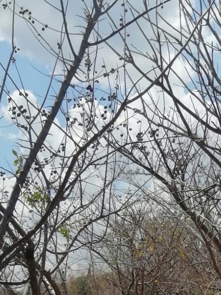 CONAPgt's tweet photo. Entre las especies que se encuentran en el lugar son el #conacaste, #matilisguate, #flamboyan, #cedro. Por ello recuerda que si haces una fogata antes de retirarte debes apagar ya que cualquier brasa puede ocasionar un incendio forestal. https://t.co/mo3P0AL0sP