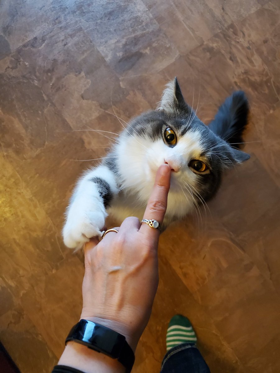 CatMomSays's tweet photo. "There's nothing there." #CatMom #CatMomSays #HopefulKitties #SniffSniffSniff #CatsOfTwitter https://t.co/rlcqe1dQIE