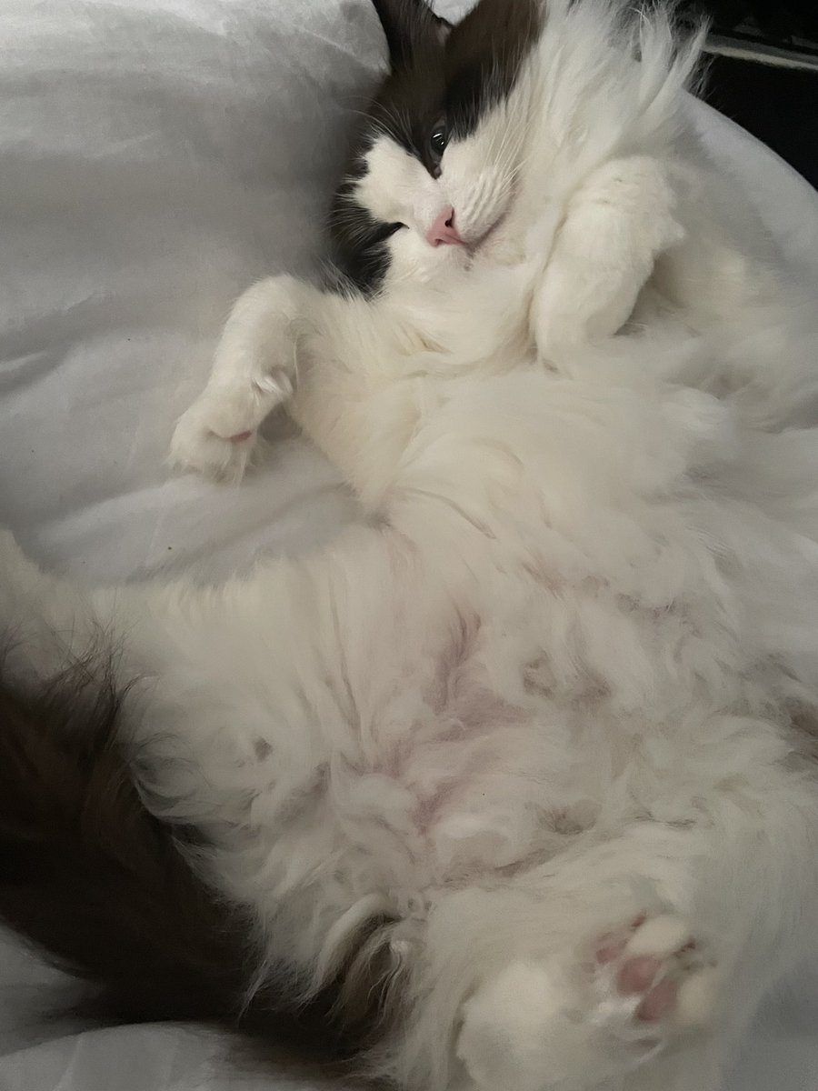 gatsbeans's tweet photo. here’s my fuzzy belly that requires rubs and scratches 🙄😚 #CatsOfTwitter https://t.co/8s1i2x5hV7