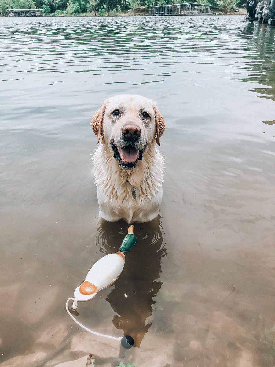 bethyyk's tweet photo. @BuschBeer #BuschBarkBracket https://t.co/BHDVsMNuzA
