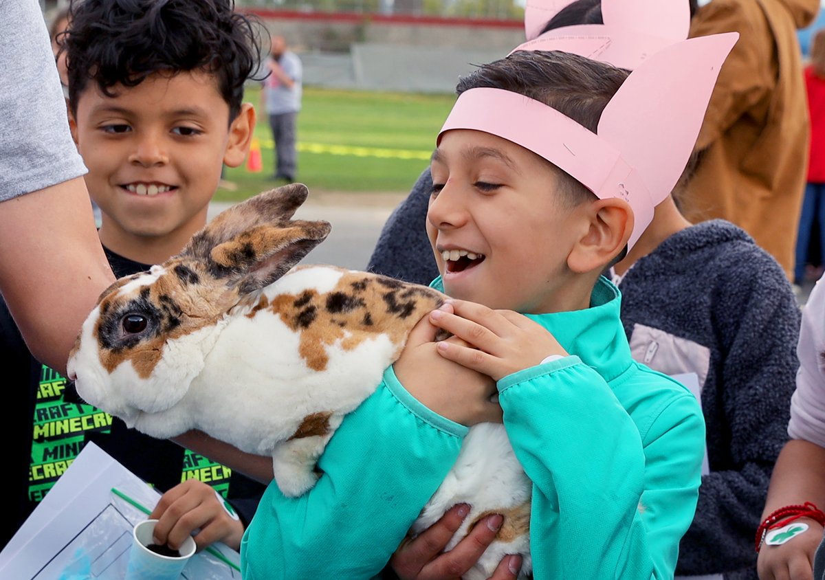 CeresUSD's tweet photo. There’s no better way to spend a morning than with 9⃣0⃣0⃣ 3rd-graders visiting #FarmToFactory Day at @chsbulldogpride. What an outstanding event! See  more pics at https://t.co/0TSlK4MBTh. 🐇🐔🐐🐄🐷🚜🥽🔨 #NowWeWantaBunny #CeresLearns https://t.co/oSr7C31x4h
