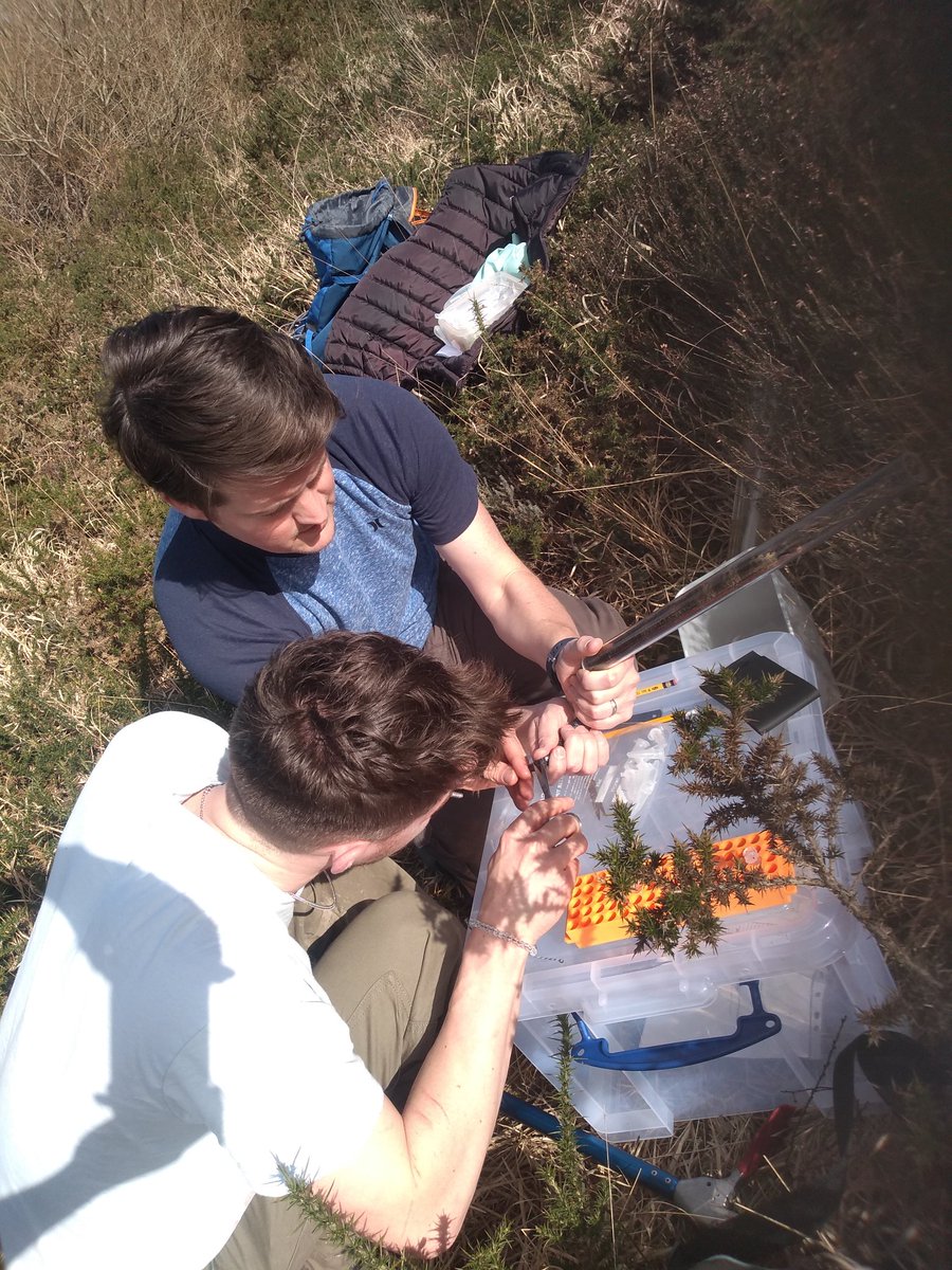 Our first successful day in the field, with samples collected from this beautiful female adder 🐍