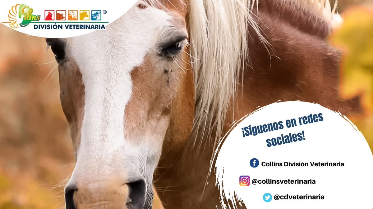 cdveterinaria's tweet photo. Síguenos en redes sociales y conoce todos los beneficios que tienen nuestros productos. #ExcelenteJueves https://t.co/OqjUN3iCgn