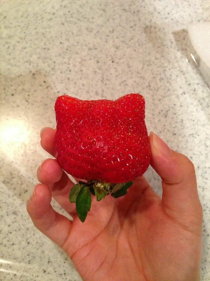 SoftnessDaily's tweet photo. cute shaped strawberries 🎀 https://t.co/FMjJp1UonR