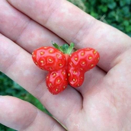 SoftnessDaily's tweet photo. cute shaped strawberries 🎀 https://t.co/FMjJp1UonR