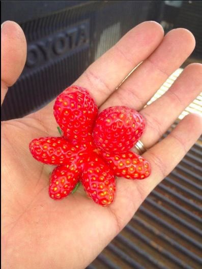 SoftnessDaily's tweet photo. cute shaped strawberries 🎀 https://t.co/FMjJp1UonR