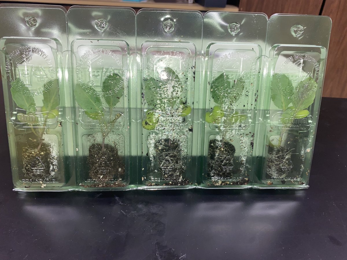 Taylor (@clemmontine) on Twitter photo All of our 3rd graders have a cabbage. Let’s see where this grows! <a href="/SheralynShepard/">SheralynShepard</a> <a href="/SLLewisES/">SL Lewis ES</a> <a href="/STEMSLC/">Nicole Ford</a> All of our 3rd graders have a cabbage. Let’s see where this grows! <a href="/SheralynShepard/">SheralynShepard</a> <a href="/SLLewisES/">SL Lewis ES</a> <a href="/STEMSLC/">Nicole Ford</a>