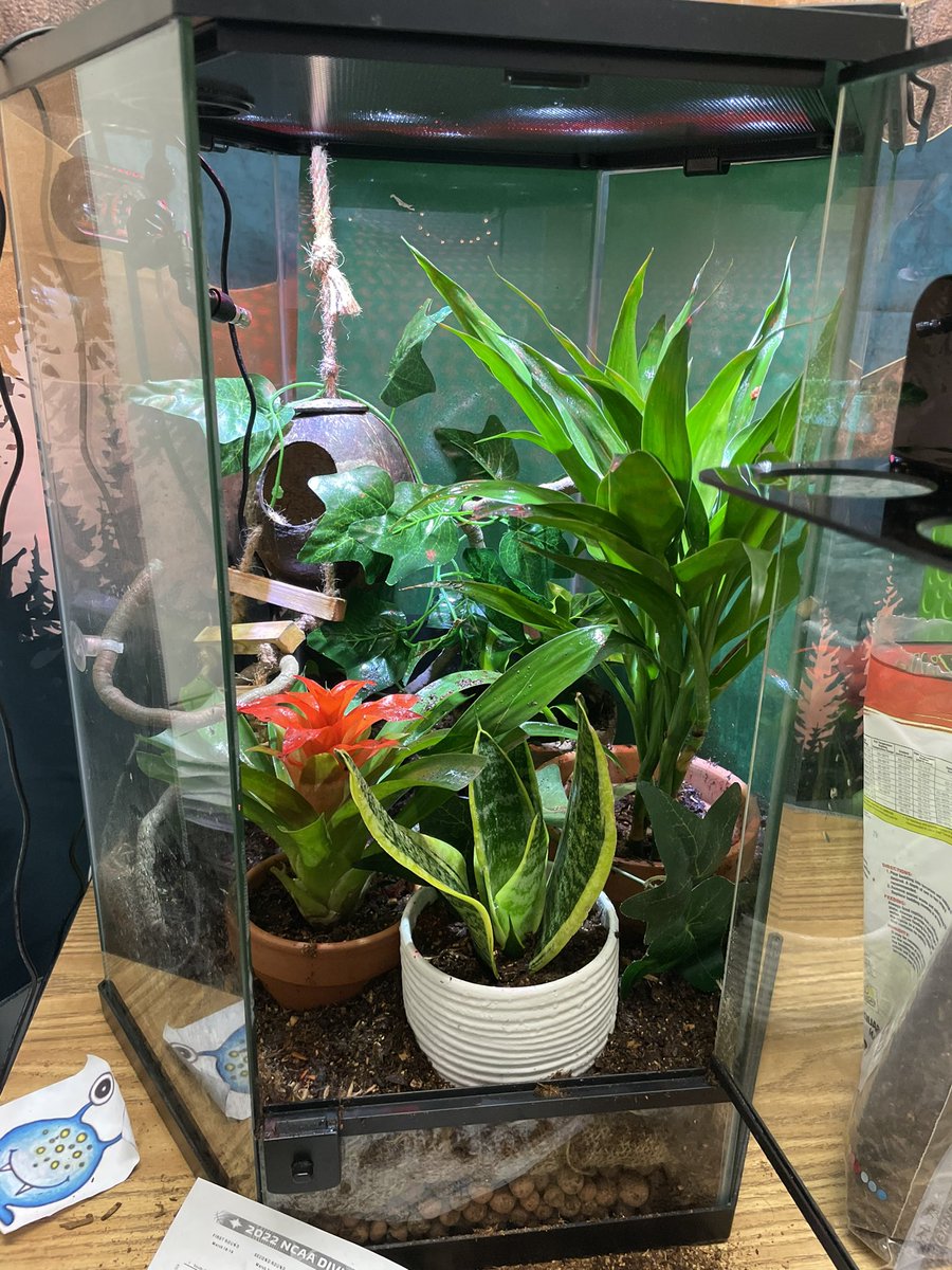 KWBPascal's tweet photo. New plants, new me. @KWBHollander is the best and added so many (2) cool new plants. A bromeliad and a snake plant. Might steer clear of that snake plant for now… 🐍👀🦎 https://t.co/duxrOnF1Vz