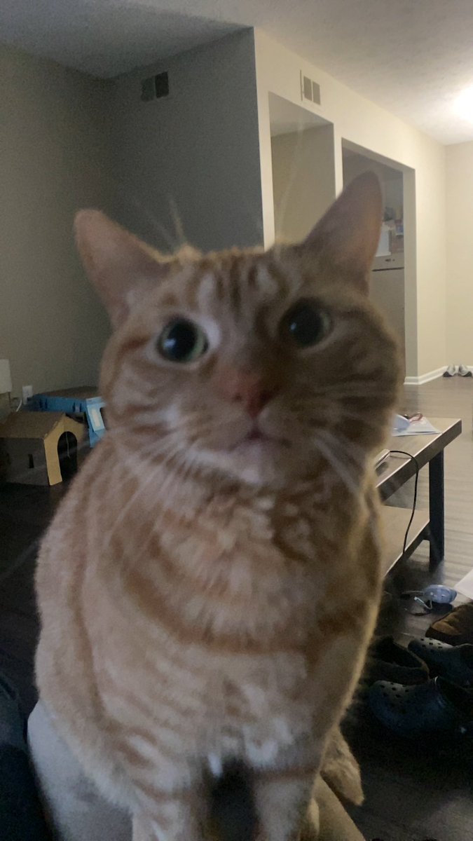_LOKell_'s tweet photo. @ellle_em Hi I yam Kitty Omega (4 or 5 idkF). I hates mieces to pieces and dad said he wants to go to Modest Miece concert. I said if he go I eat the menu at Denny’s so we both partake in shameful activities. He say no. Dad the asshole. Please don’t weigh in just send Denny’s xoxo kitteth https://t.co/p8mkRU7UUV