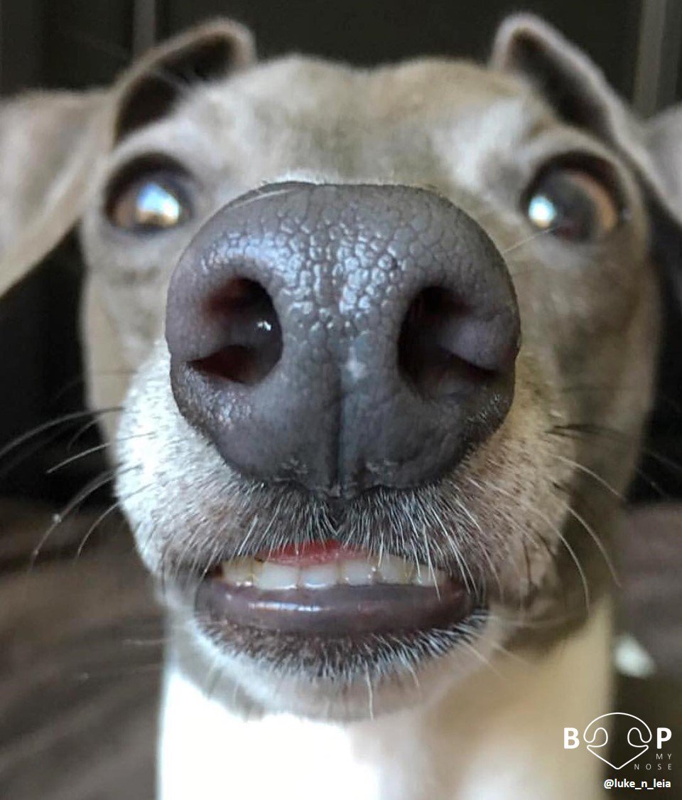 boopmynose's tweet photo. Boop 👆
 📷: @luke_n_leia
 🐶: Italian Greyhound
 #boopmynose https://t.co/zk5FQZPOUZ