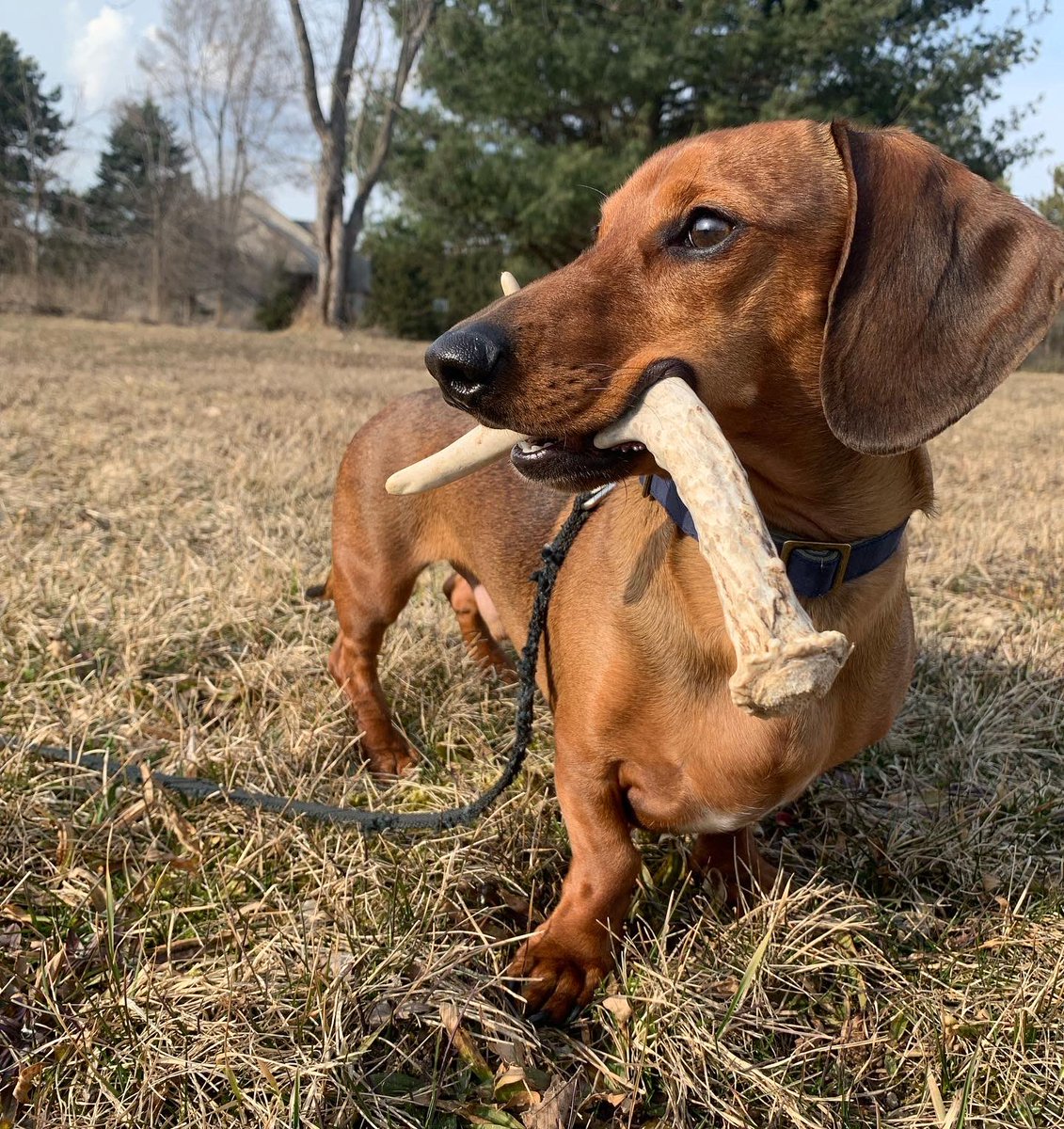 AntlerChaser_CC's tweet photo. Kiddo n Murt-dog went for a short walk behind our house today… came back with a dinker they found in our food plot!
#sheddog #shedseason #shedhunting #StPatricksDay https://t.co/hR9jZayxE2