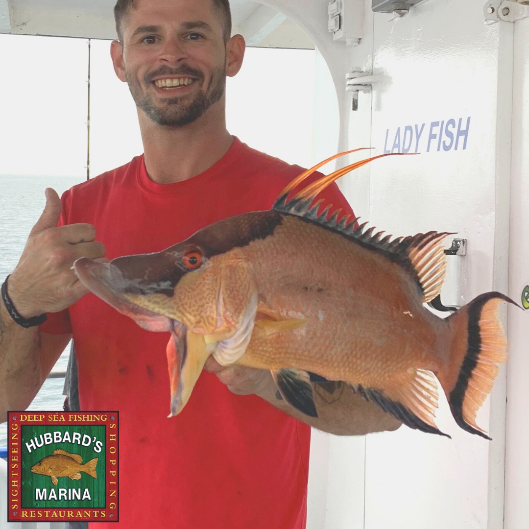 Hubbard's Marina on X: hogfish love live shrimp, but we catch em on  sandfleas, fiddler crabs, rock shrimp too!   #HubbardsMarina . . . . . . #Florida #JohnsPass #MadeiraBeach #Fishing  #OffshoreFishing #