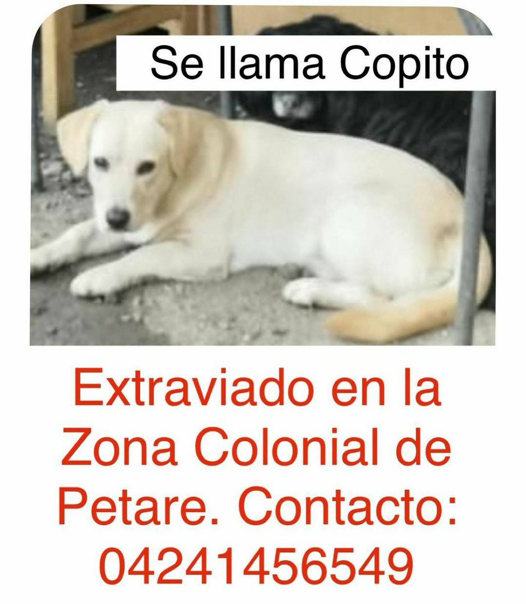 PerroUsuario Wof '•' tweet media