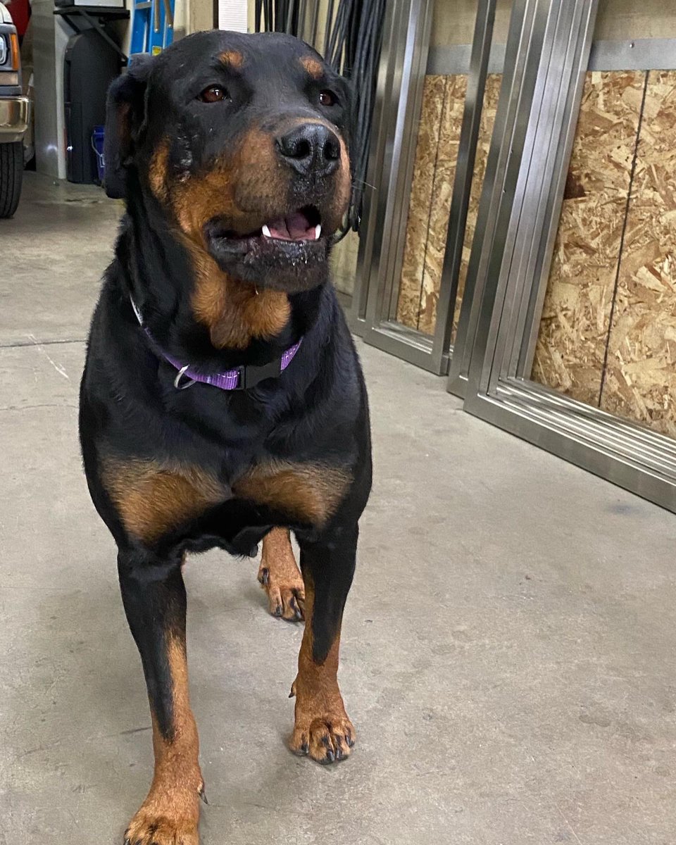 loorrrreen's tweet photo. Hi twitter friends! If anyone is interested in adopting this precious girl please let me know ASAP. She was pushed out of a car and left. She needs a good home. She’s super sweet. https://t.co/aM58q2HXoF