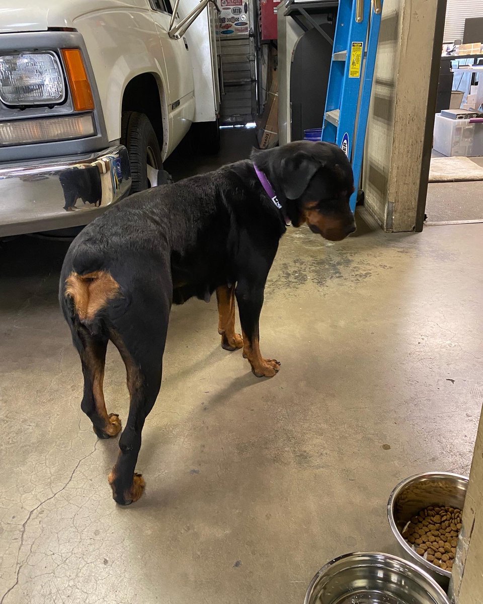 loorrrreen's tweet photo. Hi twitter friends! If anyone is interested in adopting this precious girl please let me know ASAP. She was pushed out of a car and left. She needs a good home. She’s super sweet. https://t.co/aM58q2HXoF