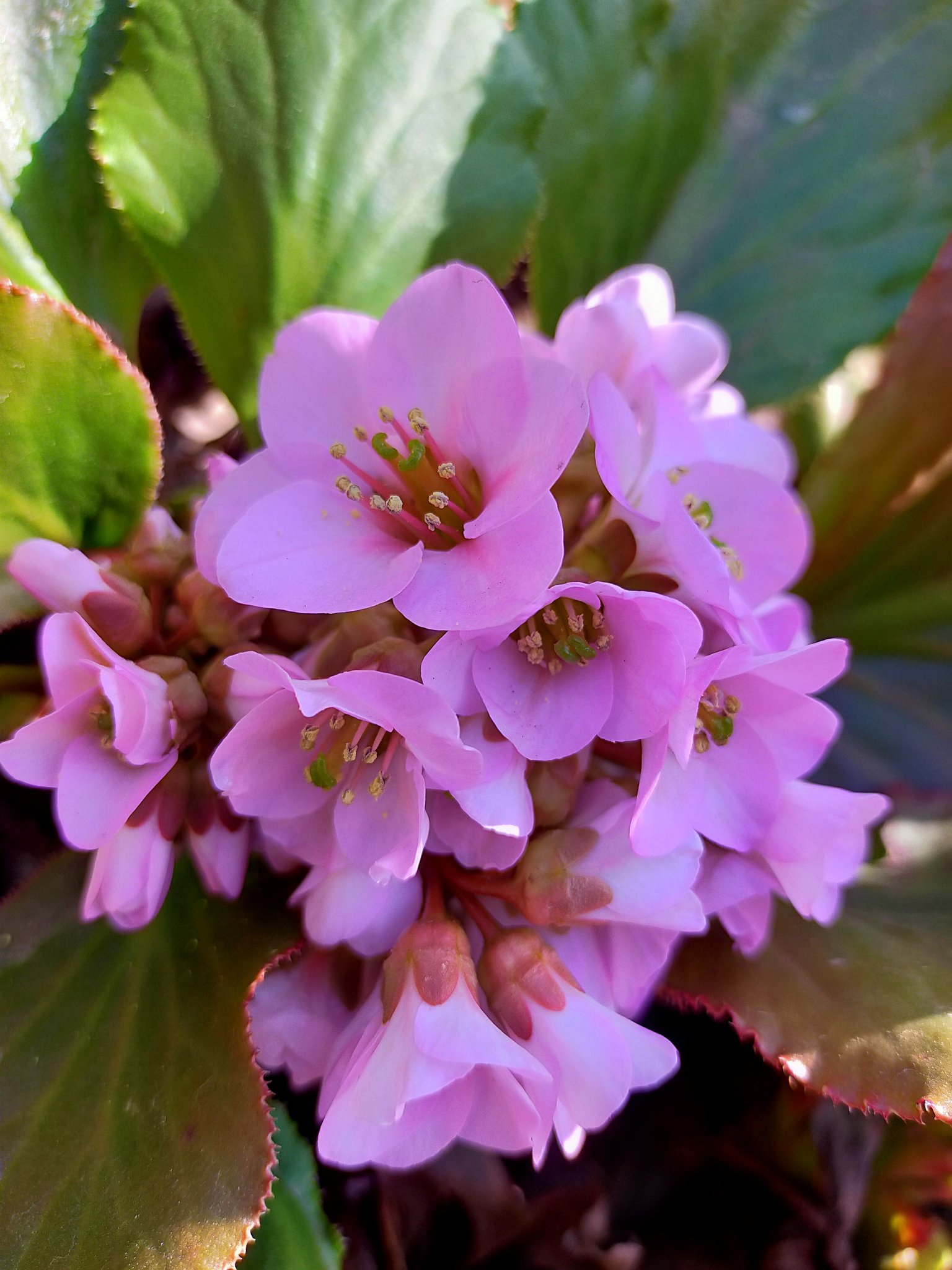 元気で花子 ヒマラヤ雪の下 花言葉は 深い愛情 みんな 持っているはず なのに 落とされた方は 配達しますよ 戦争反対 日本は仲裁国に T Co 4vr0fw6s38 Twitter 元気で花子 ヒマラヤ雪の下 花言葉は 深い愛情 みんな 持っているはず なのに 落とされた方は 配達しますよ 戦争反対 日本は仲裁国に T Co 4vr0fw6s38 Twitter