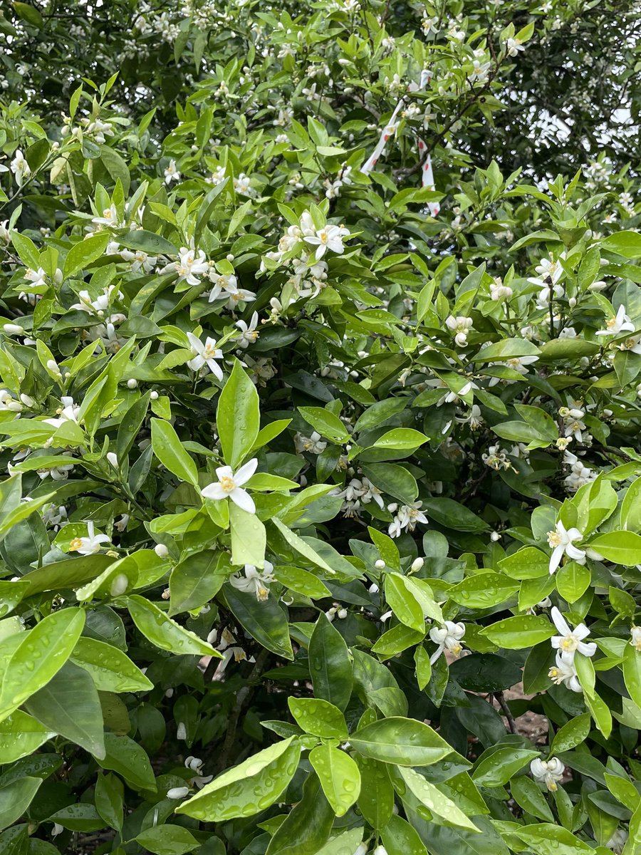 FLAgronomy's tweet photo. Comparing good flush and bloom in scattered “surviving” Hamlin orange trees vs. trees declining from HLB in a central Lake County grove. “Surviving” trees produced as much as 8.5 boxes per tree this season &amp; given the strong flush &amp; bloom, appear to be setting another good crop. https://t.co/3ujV84ifEj