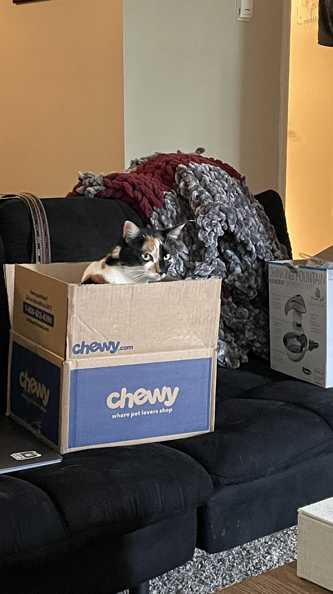 Jnwhitlock1's tweet photo. Muffin was in the box approximately .2 seconds after it was opened @Chewy https://t.co/MLjwqfxtQm