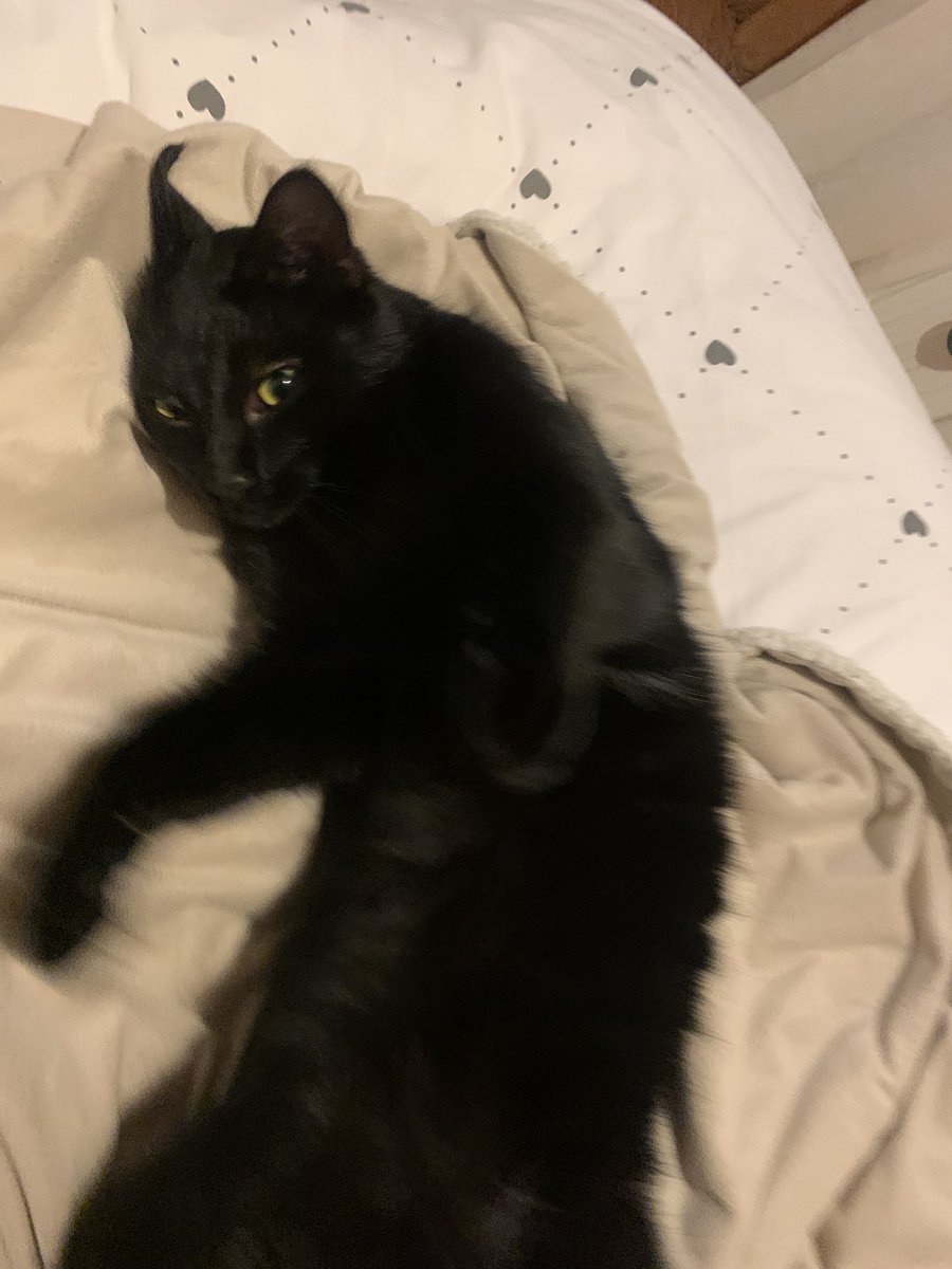 et_ridi's tweet photo. Bonssouar à tous les popain ke cé Razmo ke cé moi ! On a eu l’absence tre tre sur le twitwi des potizanimo, maine a fait une potite pôse du twitwi (sans mon accord je précise 😾) Kon était là Kon vous rogardais tous lé jours ko même ! Toutes nos zesscuse gros Bisounez 😽😽😽❤️❤️ https://t.co/wZhFZxvZtt
