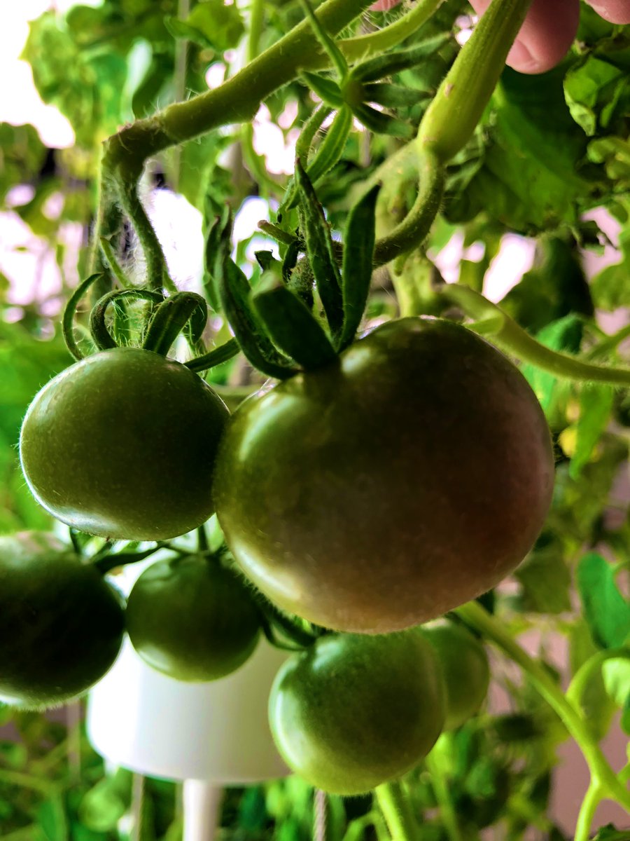 MsEccles's tweet photo. Our little tomatoes are turning red! 🍅 @dsbn @powthorold @PoWThoroldPS @PisekKelly @Nutritower #growtower #ecoschools @EcoSchoolsCAN https://t.co/ungeu2r0PT