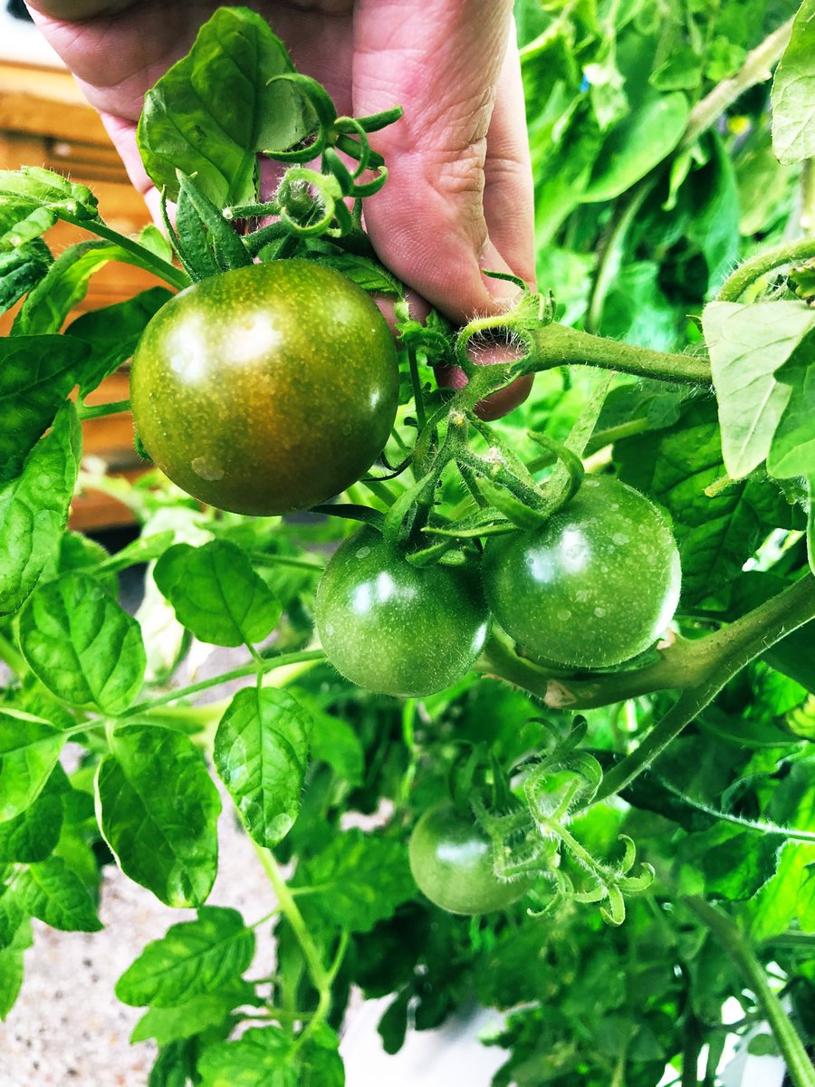 MsEccles's tweet photo. Our little tomatoes are turning red! 🍅 @dsbn @powthorold @PoWThoroldPS @PisekKelly @Nutritower #growtower #ecoschools @EcoSchoolsCAN https://t.co/ungeu2r0PT
