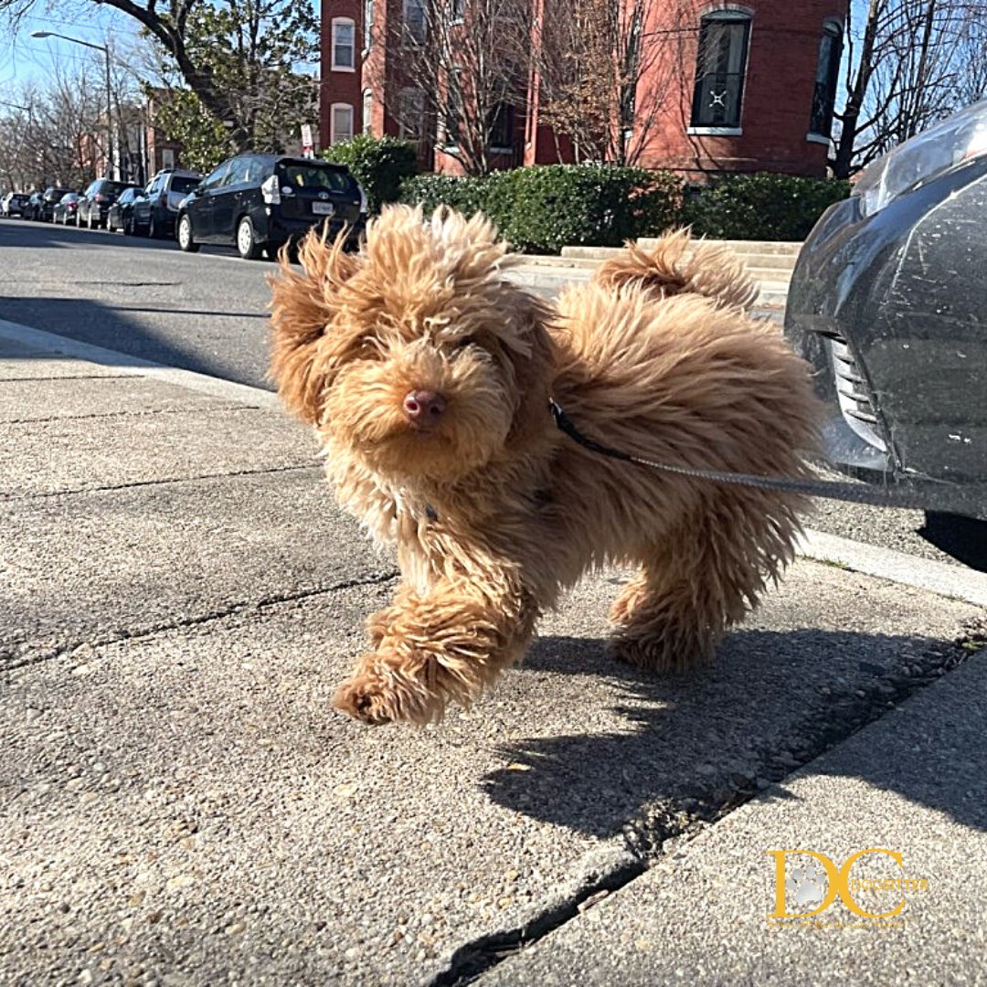 DC Dog Sitter tweet media