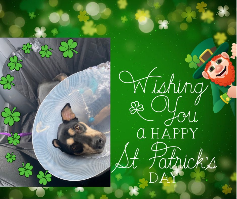 ☘️Happy St. Patrick’s Day☘️ 💚💚💚 Wishing all of the pups out there some good luck. #green #StPatricksDay  #dogsoftwitter #adogslife #doggo #pets