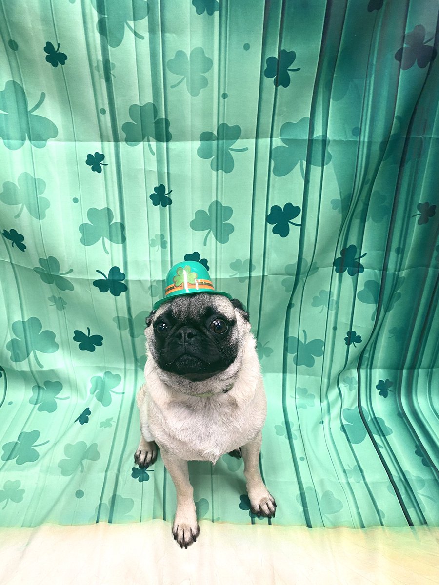 cbwmatthews's tweet photo. Happy St. Patrick’s day to all of our pups and pup parents! We are so lucky! ❤️🍀 https://t.co/JWtupEe0uw