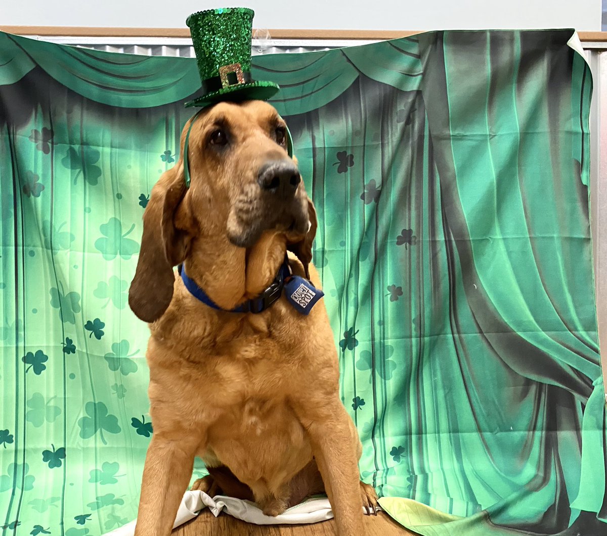 cbwmatthews's tweet photo. Happy St. Patrick’s day to all of our pups and pup parents! We are so lucky! ❤️🍀 https://t.co/JWtupEe0uw