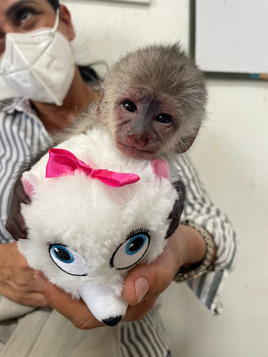 rescuecentercr1's tweet photo. A busy day of rescues!
A two-toed sloth - attacked by dogs and has a broken arm
A capuchin monkey - baby, mother killed
Boa Constrictor - trapped in chicken wire
#SLOTH #monkey #snake #rescue #CostaRica #animal #RCCR https://t.co/gZLacpme76