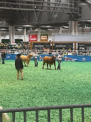 cypressparkffa's tweet photo. Oh so close but so far away for Eddie &amp; his steer @ HLSR today. 1 placing away from making action. Just remember that champions realise that defeat - &amp; learning from it even more than from winning - is part of the path to mastery!
Next stop, Austin Livestock Show. #RiseUp #ITT https://t.co/gO5FhO7XPy