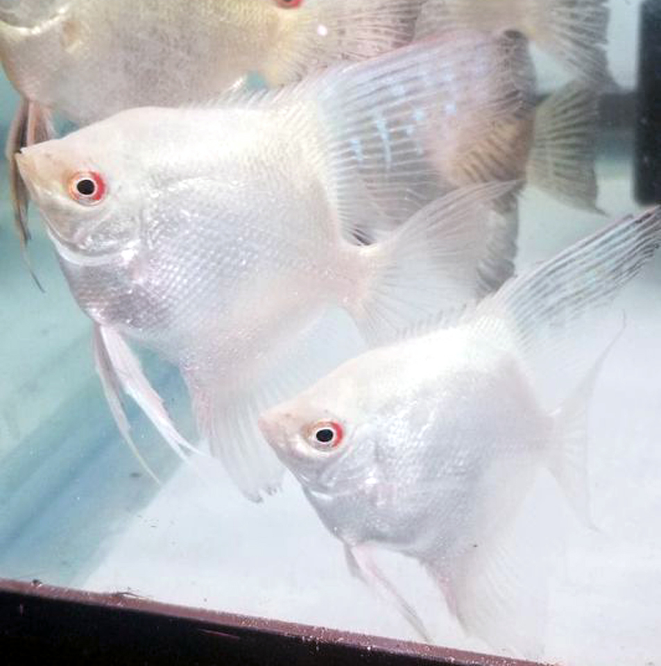 EA_Webmaster's tweet photo. Lilac Point Angels now available in pre-dime size.

https://t.co/p36P6nPTnr

#everythingaquatic #bulgariangreen #bsp #marchmadness https://t.co/C2hHf3b7lb
