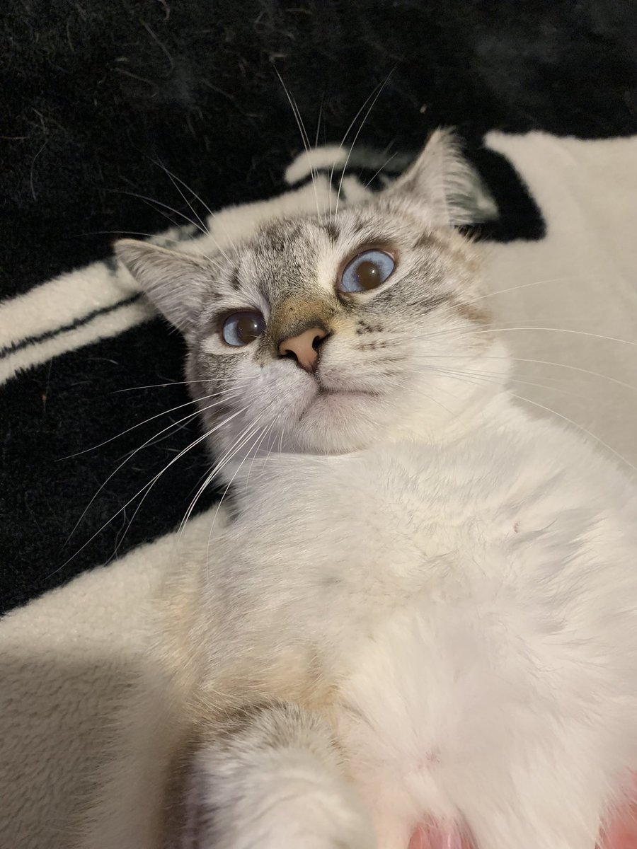 Unstable1047's tweet photo. @JeremyCom Found her outside about a week ago. She’s the sweetest cat I’ve ever met. She also has the most beautiful eyes I’ve ever seen on any animal. https://t.co/DbmzMrAyXd