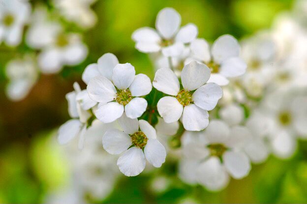تويتر もも على تويتر おはようございます 3 18誕生花 ユキヤナギ 花言葉 殊勝 別名コゴメバナ 道や池の辺りなどでも育つ強健な常緑低木 枝垂れた枝一面に小花を咲かせ風に揺れる姿も春を知らせてくれます 花言葉の意味は心がけや行いが健気で感心なこと