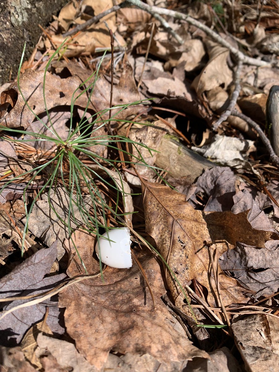 JasonOShell's tweet image. Signs of life 🌿🐣🦌