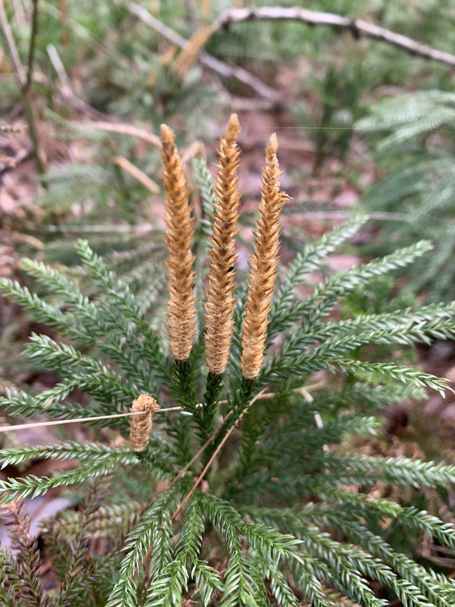 JasonOShell's tweet image. Signs of life 🌿🐣🦌