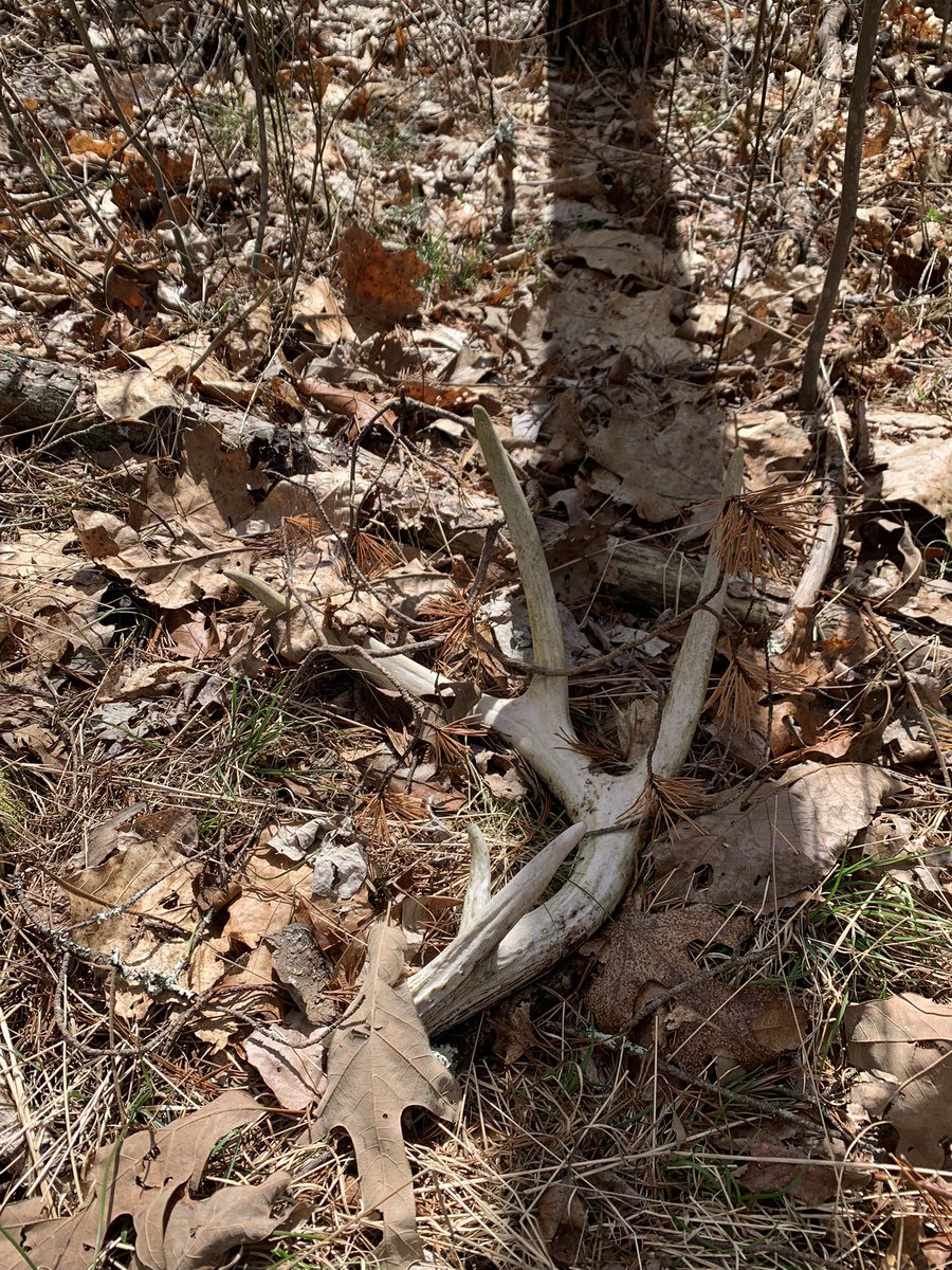 JasonOShell's tweet image. Signs of life 🌿🐣🦌