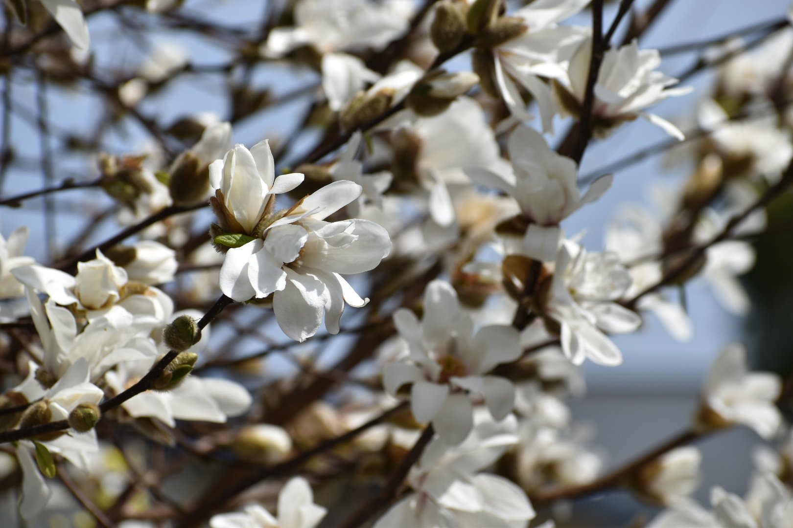 もこな Irlis Mokonanokom Twitter