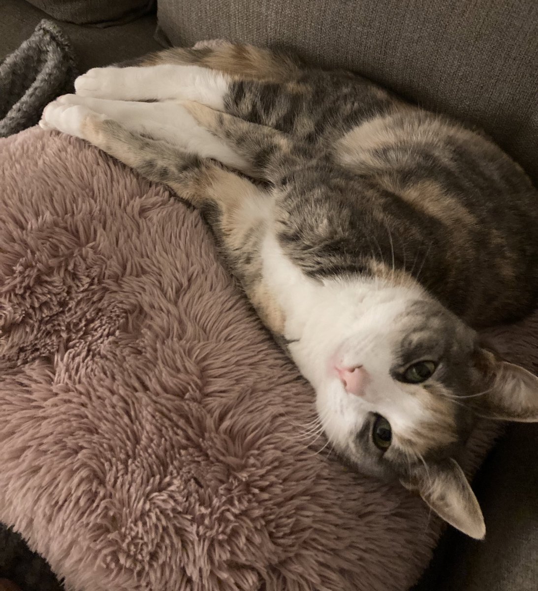 I (2F) sleep exclusively on the best, fluffiest couch cushion. My mom bought me a cat cushion that I never asked for/don’t care for. Now I attack her with my needle claws every time she touches MY cushion but she says I’m being intentionally malicious. AITA??