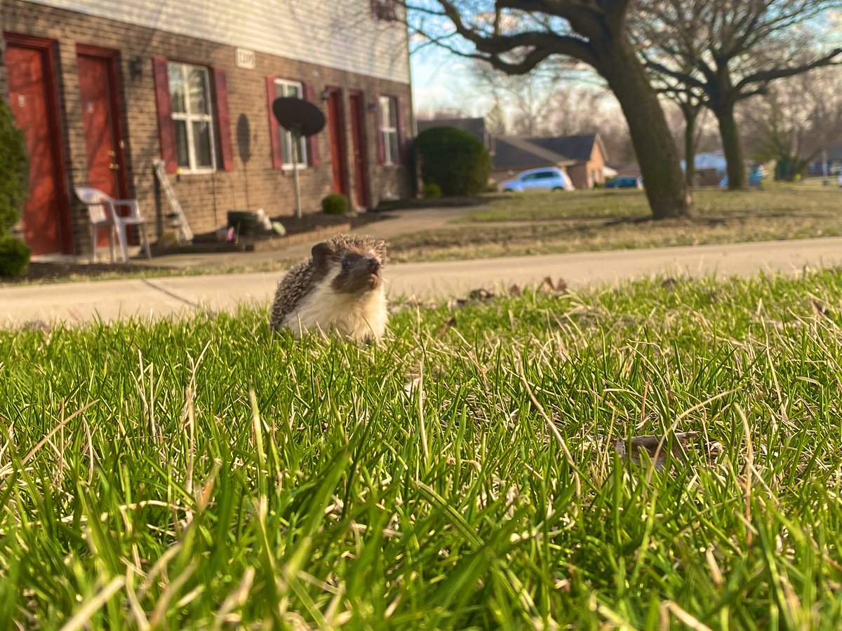 mylesjacobs17's tweet photo. DoomFists first day outside ❤️ https://t.co/L0TNhoAi08