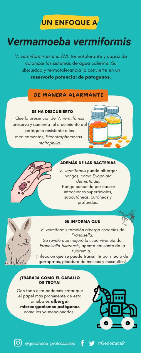 GenomicaP's tweet photo. El caballo de troya de las amebas de vida libre, Vermamoeba vermiformis.
En los últimos años se ha prestado más atención a esta ameba por sus características y condiciones de desarrollo. 
#resistencia #medicamentos #hongos #infecciones https://t.co/DfTJr7ePwM