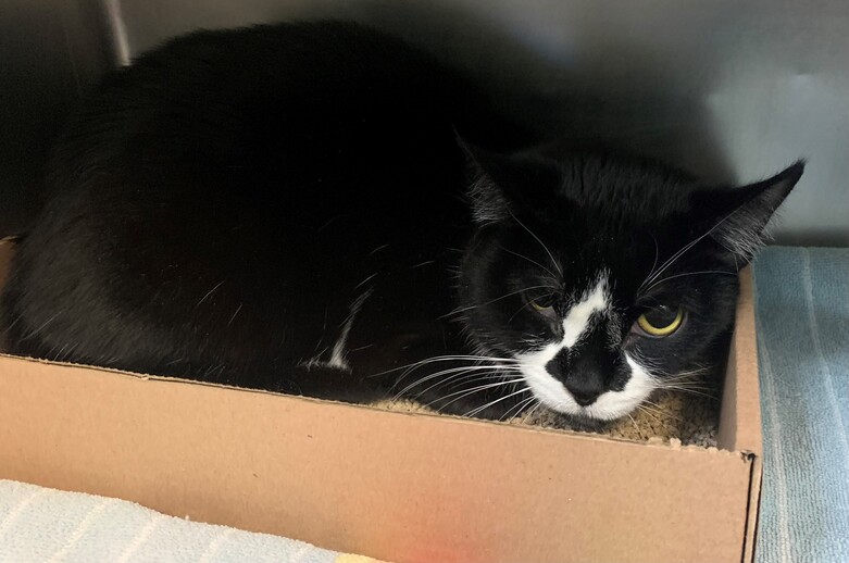 NYCDEATHROWCATS's tweet photo. THERE ARE 18 ANIMALS (7 CATS &amp; 11 DOGS) AT RISK FOR SATURDAY 3/19/22 - DEADLINE IS NOON. PLEASE SHARE, FOSTER, ADOPT, TAG FRIENDS, POST TO SOCIAL MEDIA SITES, PLEDGE TO HELP SAVE THEIR LIVES. https://t.co/Rt2PL8RaPy https://t.co/CCZZcH3sUp
