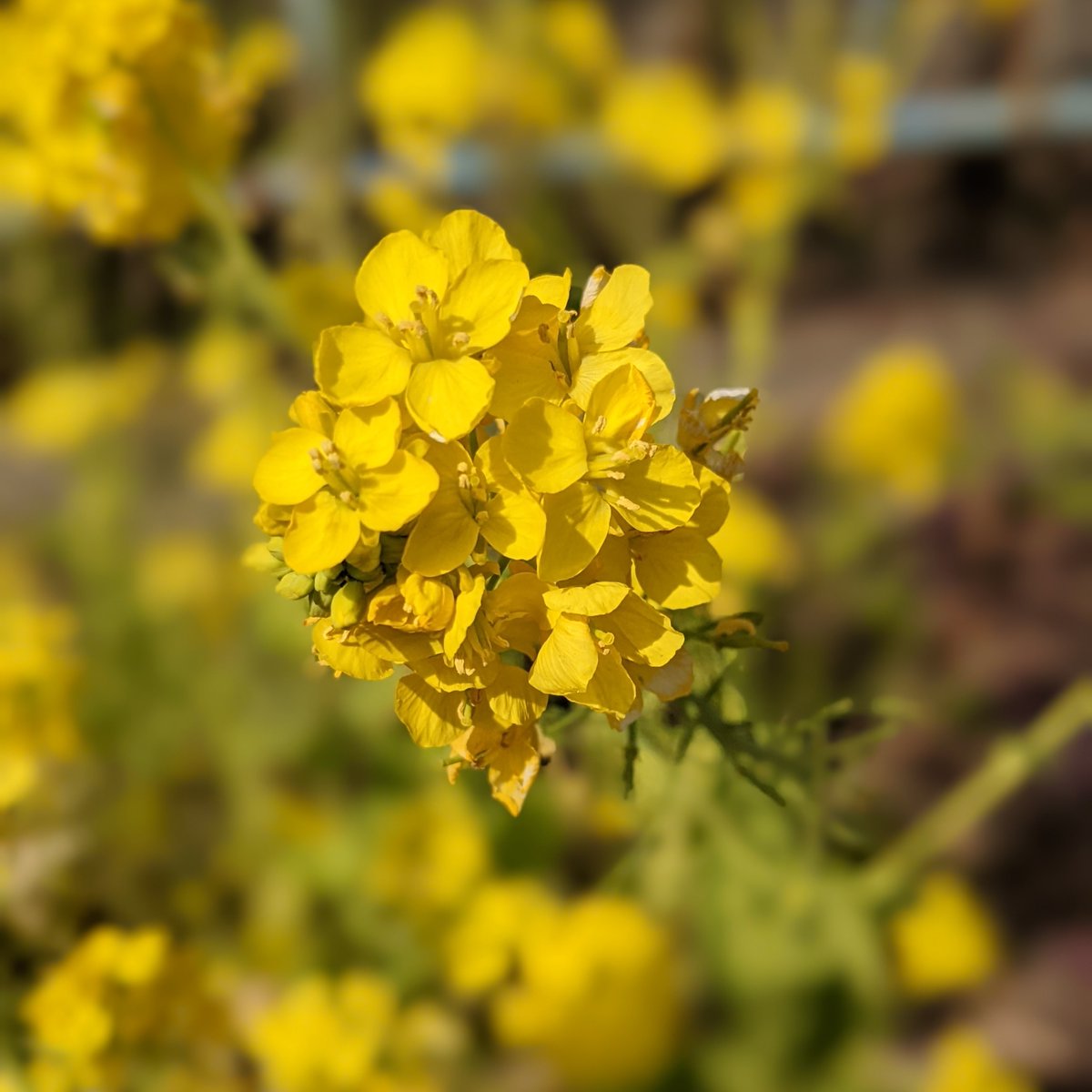 تويتر Camellia Tea Ceremony على تويتر Native To Japan Butterbur Were Originally Called Fuyuki 冬黄 As Their Flowers Bloomed Yellow In Winter This Was Later Abbreviated To Fuki 蕗 In The