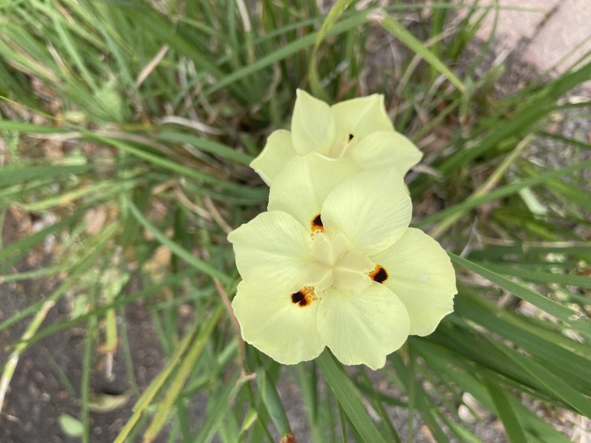 Flowers on Friday…💛🌼💛 Start your weekend with a smile, dear friends. Times are tough, keep strong.🤗🌼🦋 #FlowersOnFriday #YellowSunshine #FortnightLily #Flowers #Nature