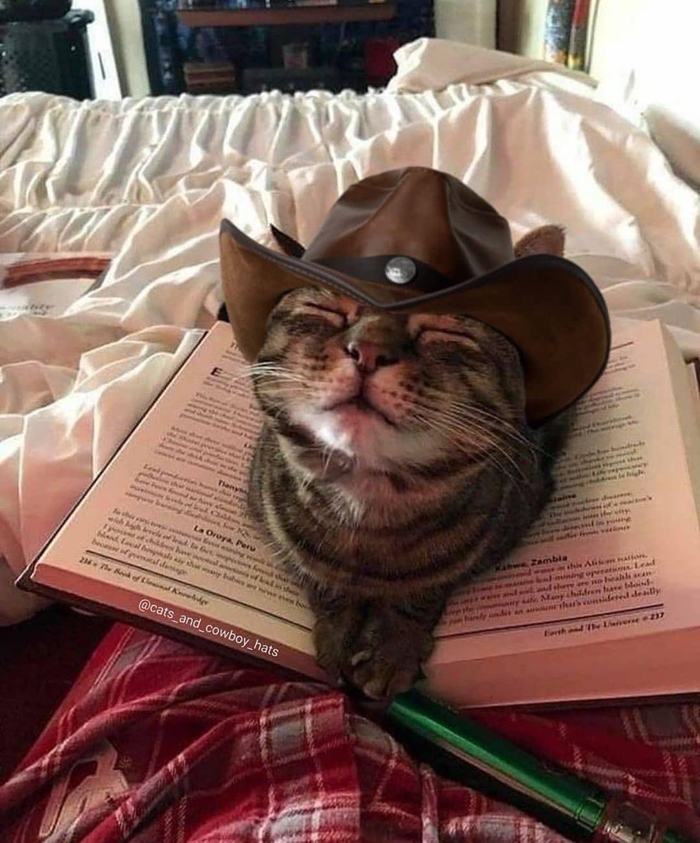 PostsOfCats's tweet photo. https://t.co/1Tu5bVqyfL